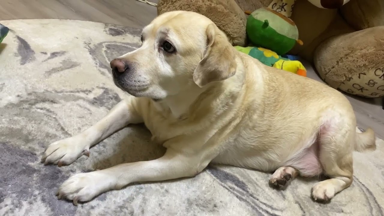 Какие диеты? Каспер вяжет 🤗 Выбрали фильм!