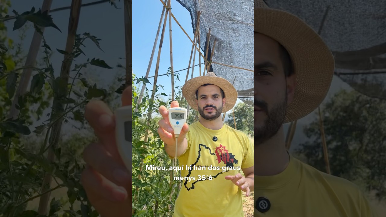 Més de 50 °C a l’hort? 🥵 #hort #horturbà #encoixinat #onadadecalor #ombreig