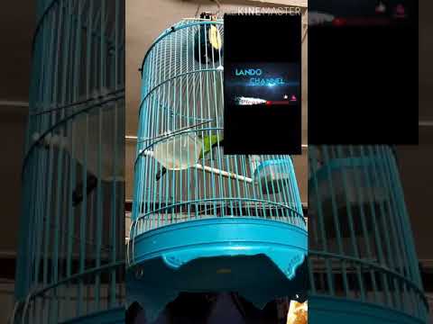 Suara Burung Cucak Ijo / Murai Daun