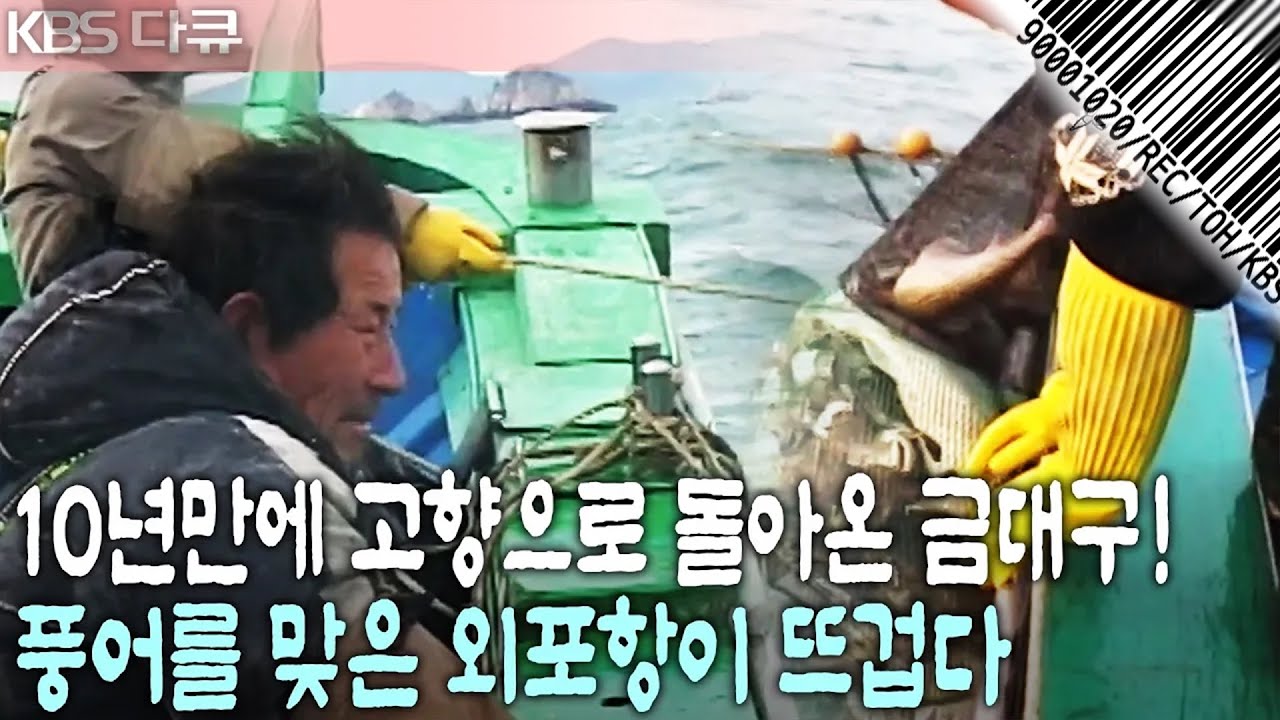 [현장기록⏮️그때] 30년만에 찾아온 최대 풍어! 집 떠난 대구가 돌아왔다! 2005년 금대구로 뜨거웠던 외포항! | 현장르포 제3지대 | KBS 2005.01.25 방송