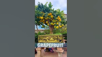grapefruit #shorts #bonsai #bonsaitree #fruits
