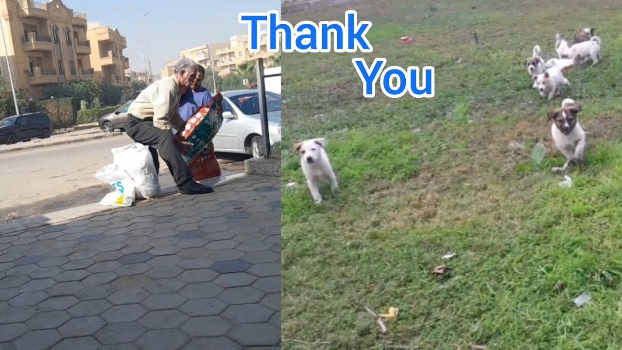 Watch: Buying dry food and the happiness of dogs and puppies on the street