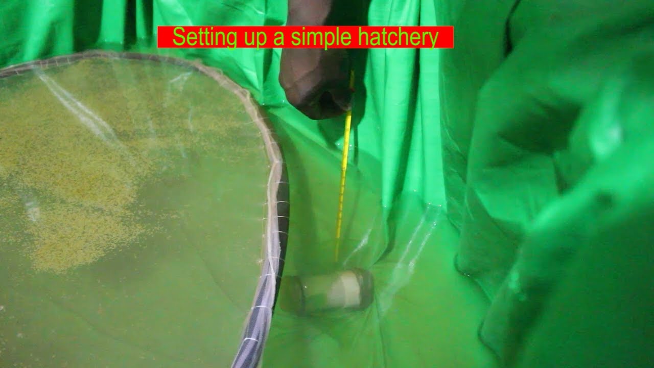 WHAT YOU NEED TO START A CATFISH HATCHERY USING LOCAL TECHNOLOGIES