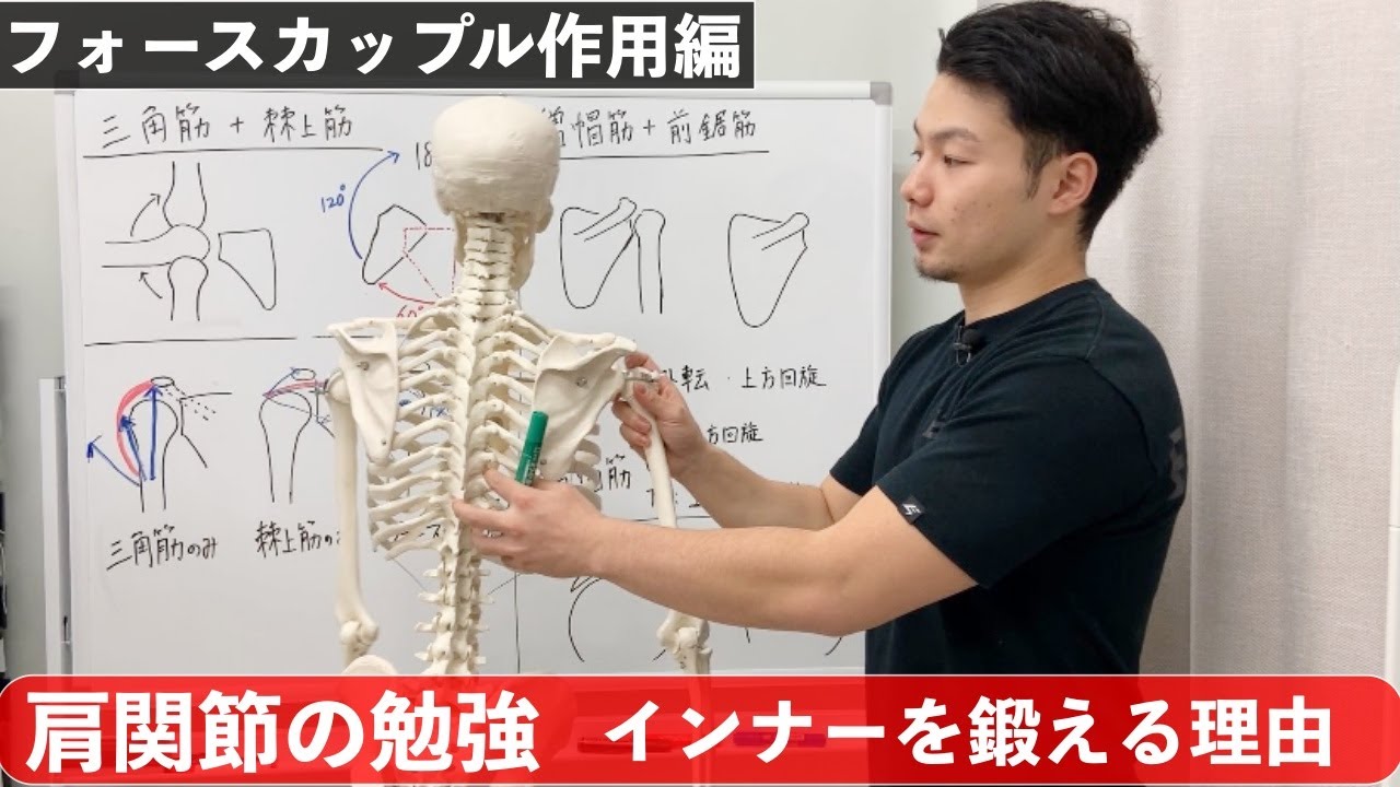【フォースカップル】肩のインナーマッスルを鍛えるべき理由と痛みの関係【肩関節の勉強】