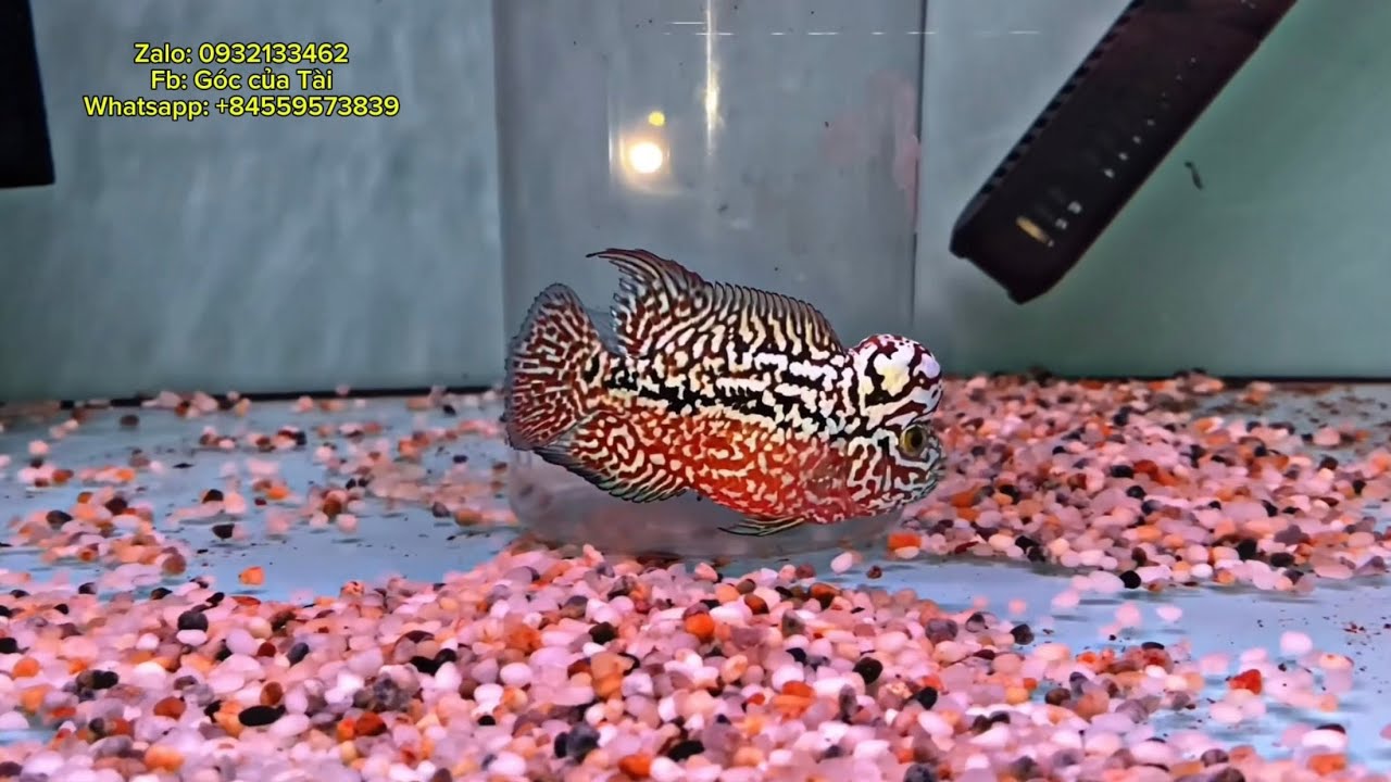 6/10 lâu ngày ko gặp. Em lên lô nhí Kamfa F2 Lúa tốt ae chơi nhé #cálahán #goccuatai 