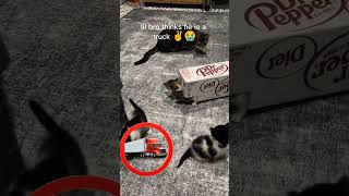 lil bro is cute...😭✌️ #memes #viral #cat #catmemes #funnycats #funnyvideo #shorts