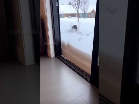 Dog vs Snow!
