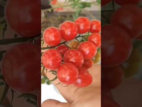 اكتشف أسهل طريقة لزراعة الطماطم في منزلك 2023 