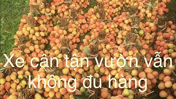 Giá vải U Hồng Lục Ngạn -Bắc Giang  28/5/2023