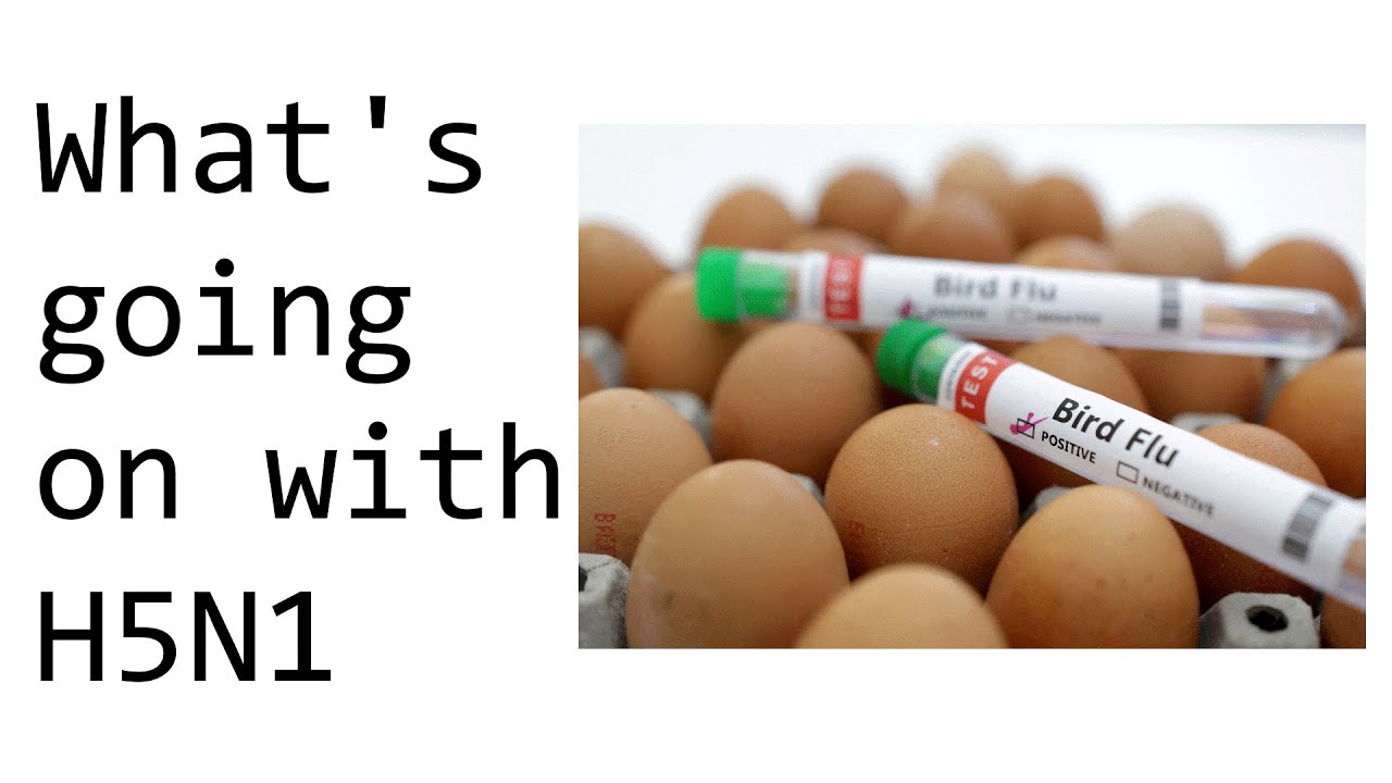 What's going on with Bird Flu and H5N1 - YouTube