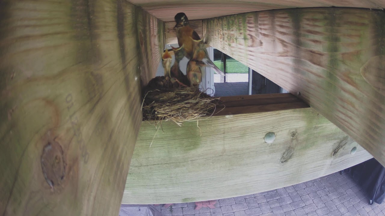 Baby bird falls out of nest YouTube