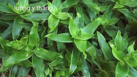 Ngăn ngừa bệnh ung thư nhờ cây lược vàng