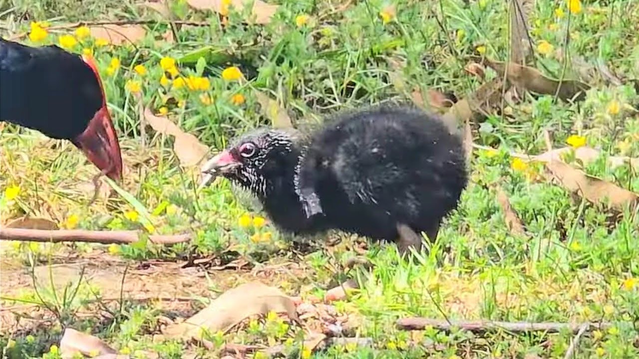 プケコの雛②PUKEKO Baby in Western Spring Park Auckland NZ