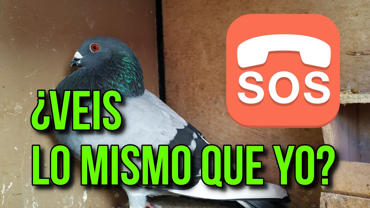 El Misterio del Celo... ¿Veis lo mismo que yo?😮😮😮