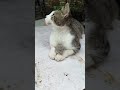 #funnyvideo #shortsviral #cat