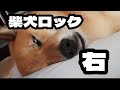柴犬ロック の父ちゃんが早口言葉を…