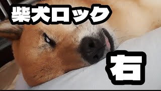 柴犬ロック の父ちゃんが早口言葉を…