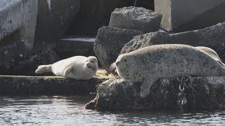 越冬中のアザラシに歓声 北海道・稚内の漁港