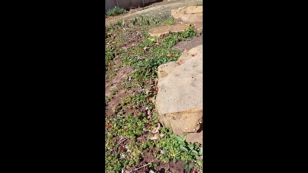 Got weeds? Here's what I do.