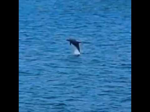 【ASMR】ドローン空撮！野生のイルカの群れ、ジャンプする可愛い瞬間🐬✨ / Cute Wild Dolphins Jumping! Drone 4K 助眠/大自然/治癒/舒壓 #癒し #nature