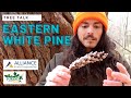 Tree talk eastern white pine