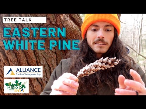 Video: Kodėl rytinė baltoji pušis yra oficialus Ontarijo medis?