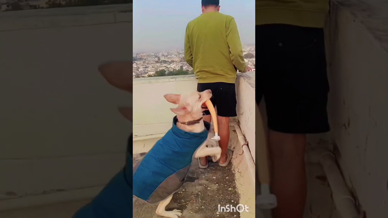 Jab Max Ban Gaya "Underwear Officer" 😂 