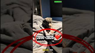 Dog Pitbull After 12 Year