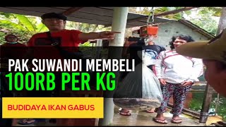 Part 144. Menjawab Pertanyaan,Apakah Pak Suwandi Membeli Ikan Gabus Diluar Program Kemitraan?
