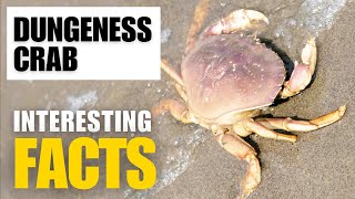 What Are the Most Interesting Facts About Dungeness crab ?  | Interesting Facts | The Beast World