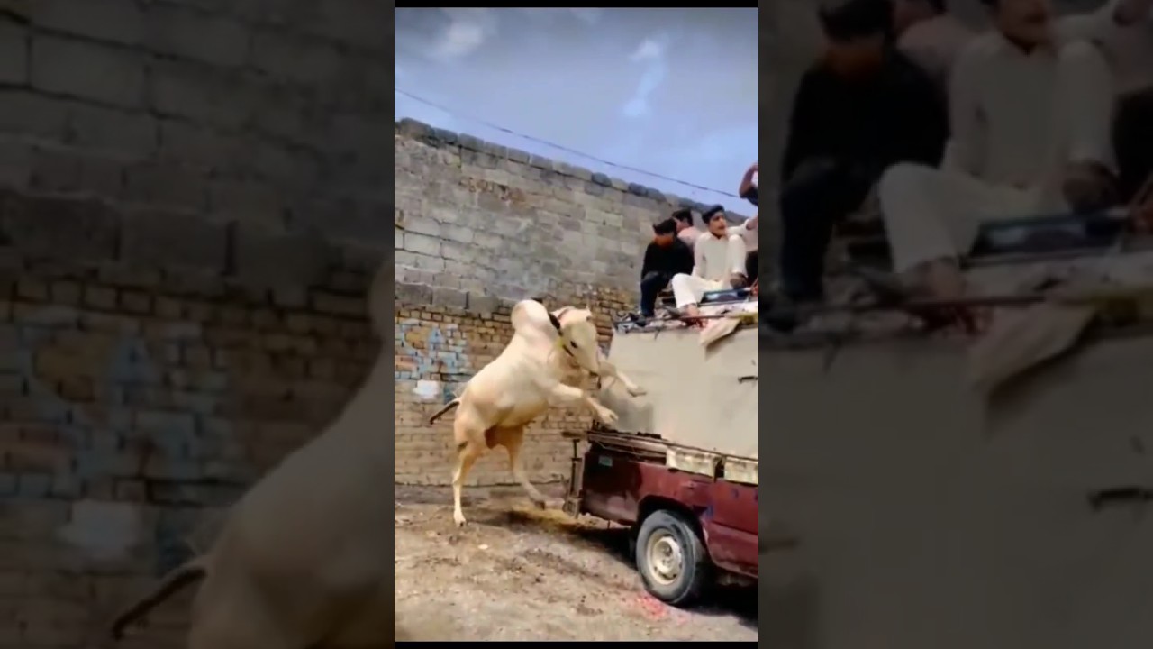 Dangerous dhani bull 