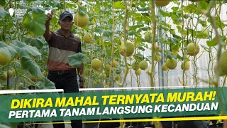 BUDIDAYA  MELON DALAM GREEN HOUSE !! MEDIA TANAM POLYBAG!