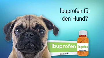 Was tun wenn ein Hund Ibuprofen gefressen hat?