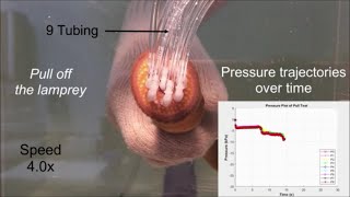 Measuring suction pressure of sea lampreys