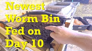 1st Feeding of new red wiggler worm bin &amp; check stragglers in old bin - vermicompost