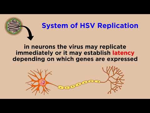 Video: HSV-1 Memicu Respons Faktor Pertumbuhan Fibroblast Paracrine Dari Sel-sel Otak Kortikal Melalui Protein ICP0 Segera-dini