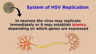 Herpes Simplex Virus (HSV-1 and HSV-2)