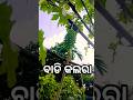 ବାଡି କଲରା 😱 #𒆜foryou #shorts @namitaskitchengarden9693