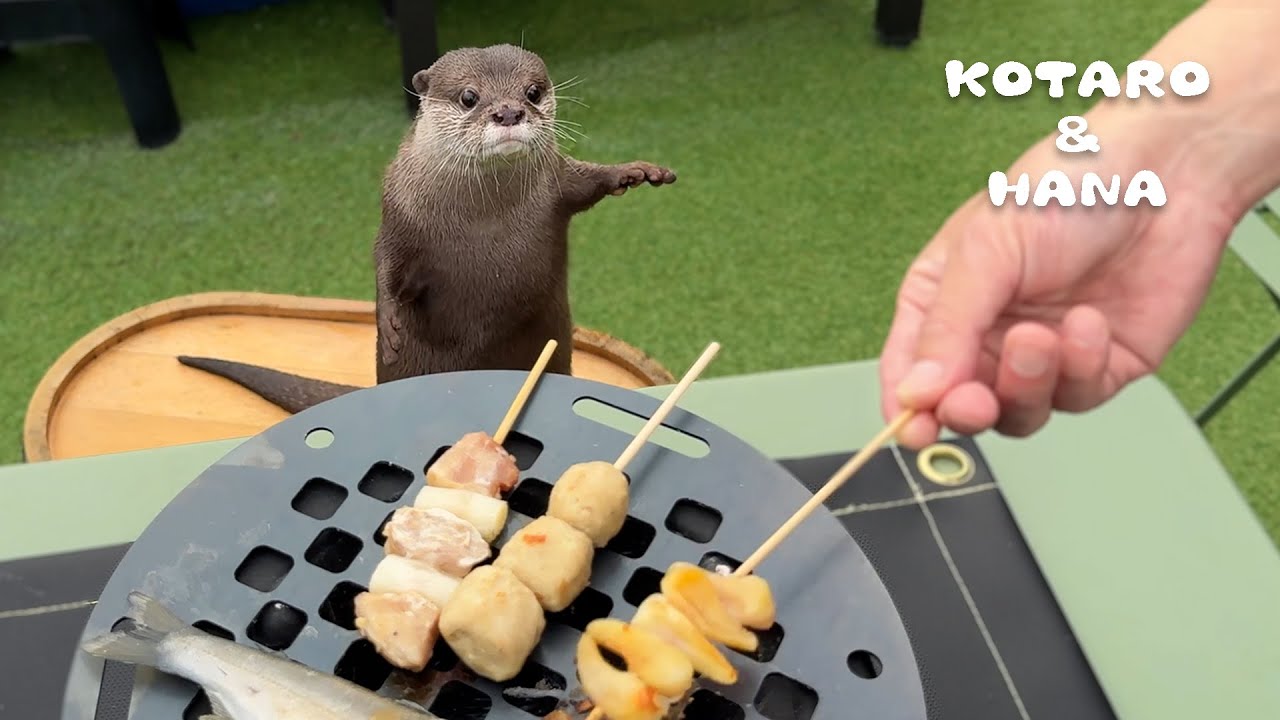 Выдры пробуют барбекю впервые