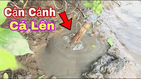 Đặt Cá Thòi Lòi “CẬN CẢNH “Cá Lên Từ Hang || @đoàn 39 Vlog
