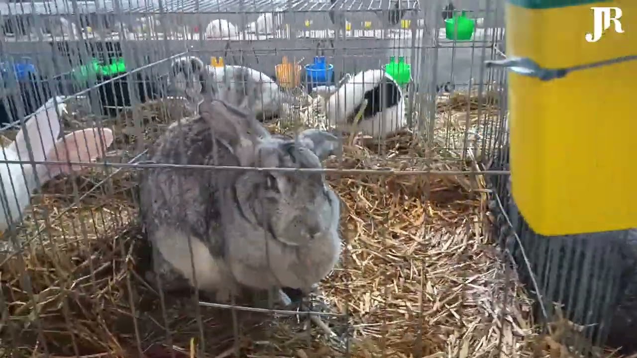 Expoziția de rațe, iepuri și porumbei din Călinești Argeș, 9-11 ianuarie 2026.