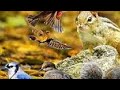 8 Hour Addicting Video For Cats - With Birds and Squirrels  - Leave On For Pets