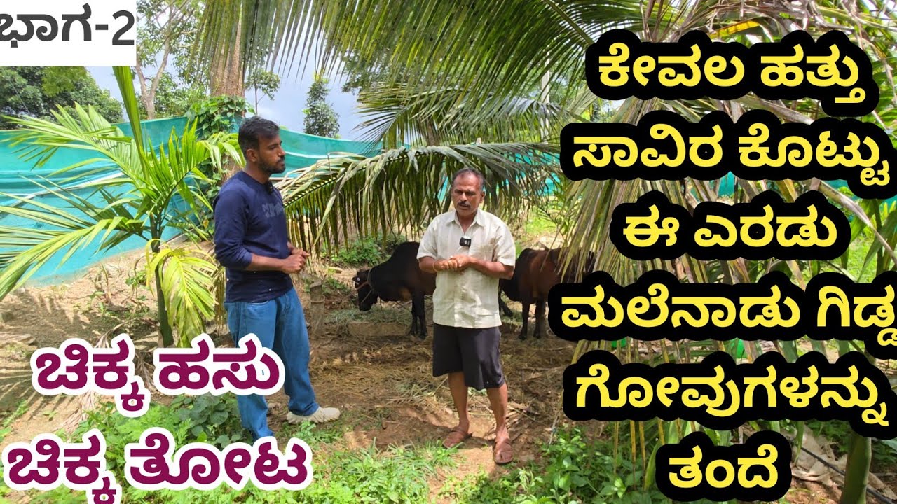 ಸೀಮೆ ಹಸು ಕೂಡ ಸಾಕಿದ್ದೇನೆ ಹಾಗೂ ನಾಟಿ ಹಸುವನ್ನು ಸಾಕಿದ್ದೆವು ಈಗಲೂ ಸಾಕುತ್ತಿದ್ದೇನೆ... ಈ ಎರಡು ಹಸುವಿನ ವ್ಯತ್ಯಾಸಗ