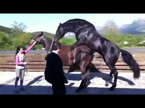 Horse sex women