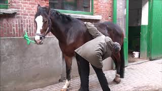 Equina Horse Shiatsu training - Landina (21)