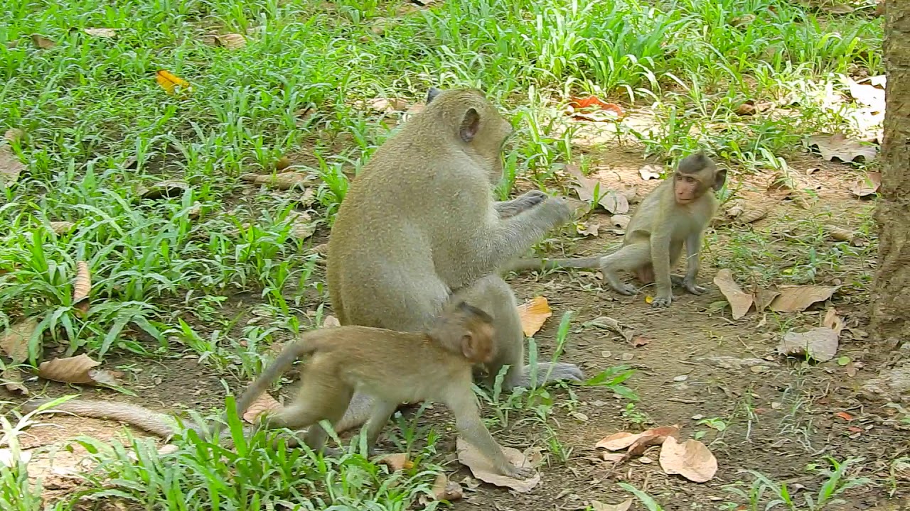 Adorable Skippy monkey it make all babies monkey happy every day Madix,Kary,Jesie,polino,Maci