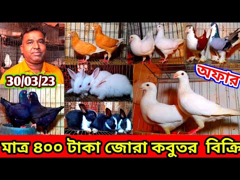 মাত্র ৪০০ টাকা জোরা করে ডিম বাচ্চা করা রানিং কবুতর বিক্রি করা হবে | সজিব ভাইয়ের খামারের কবুতর কিনুন