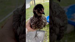 Introducing Olivia, an F1 Olive Egger!