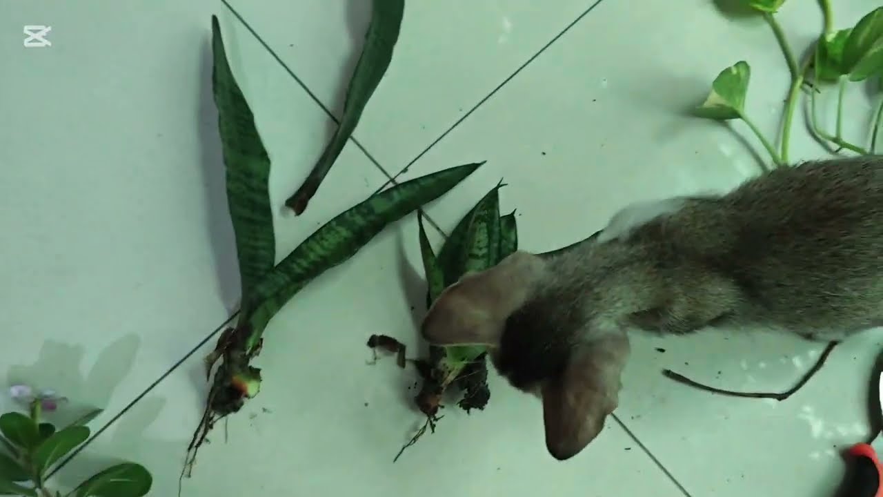 Propagate some pothos,pink vinca,snake plants with me that I collected from our rooftop🫠with my 