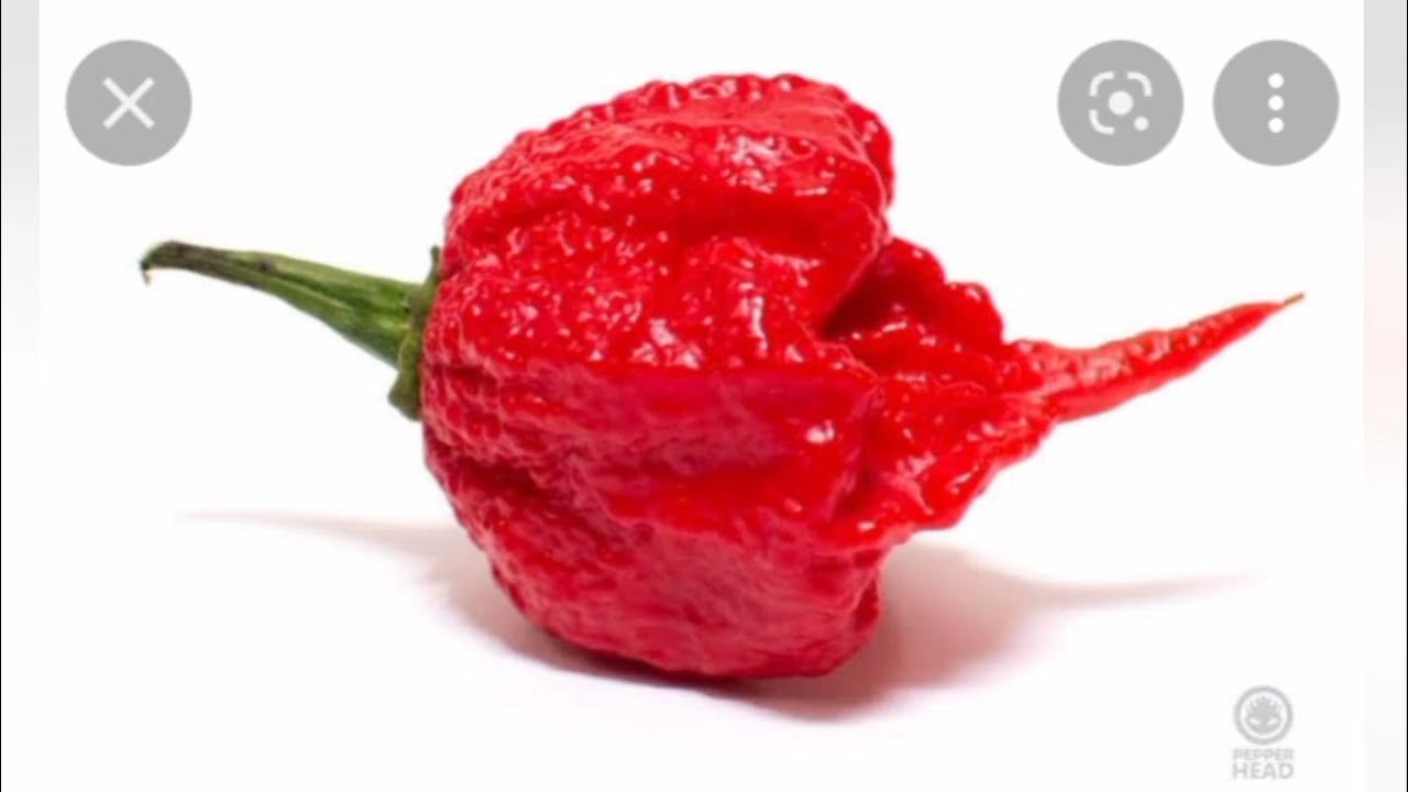 Самый острый перец в мире как называется. Самый большой перец в мире. Острый перец carolina reaper. Пеппер икс перец. Самый острый перец в мире как называется.